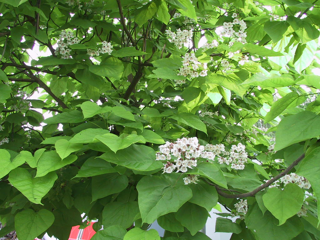 Catalpa bignonioides (Blaetter+Blueten).jpg